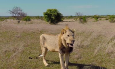 The 5 best places to see lions in Africa